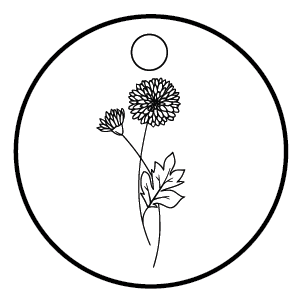 Studeni - Krizantema